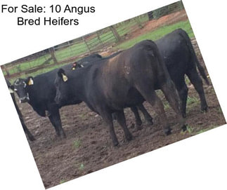 For Sale: 10 Angus Bred Heifers