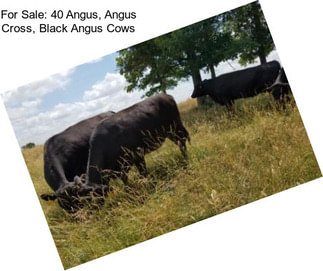 For Sale: 40 Angus, Angus Cross, Black Angus Cows