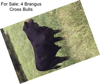 For Sale: 4 Brangus Cross Bulls