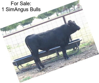 For Sale: 1 SimAngus Bulls