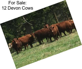 For Sale: 12 Devon Cows