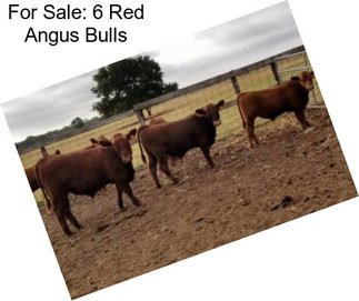 For Sale: 6 Red Angus Bulls