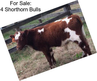 For Sale: 4 Shorthorn Bulls