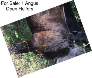 For Sale: 1 Angus Open Heifers