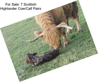 For Sale: 7 Scottish Highlander Cow/Calf Pairs