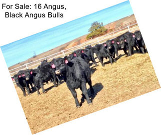 For Sale: 16 Angus, Black Angus Bulls