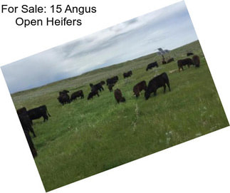 For Sale: 15 Angus Open Heifers