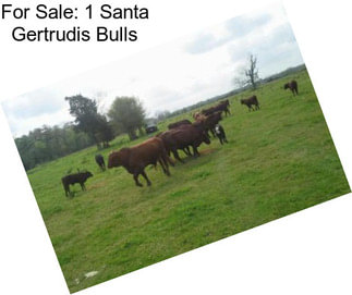 For Sale: 1 Santa Gertrudis Bulls