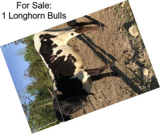 For Sale: 1 Longhorn Bulls