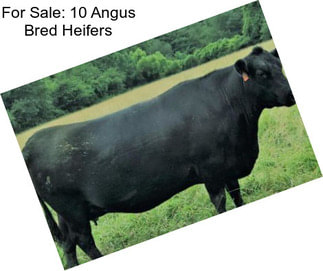 For Sale: 10 Angus Bred Heifers