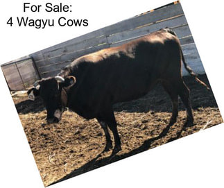 For Sale: 4 Wagyu Cows