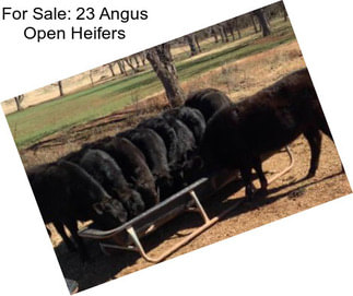 For Sale: 23 Angus Open Heifers