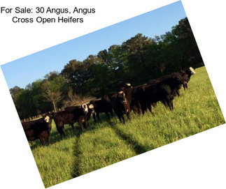 For Sale: 30 Angus, Angus Cross Open Heifers