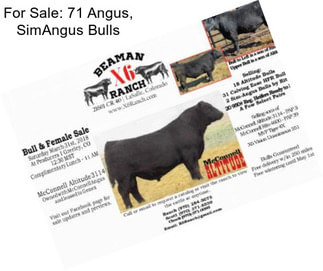 For Sale: 71 Angus, SimAngus Bulls