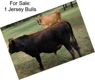 For Sale: 1 Jersey Bulls