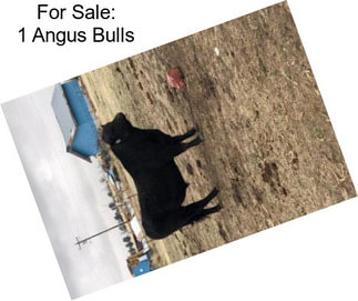 For Sale: 1 Angus Bulls