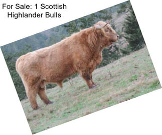 For Sale: 1 Scottish Highlander Bulls