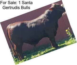 For Sale: 1 Santa Gertrudis Bulls