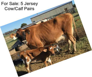 For Sale: 5 Jersey Cow/Calf Pairs