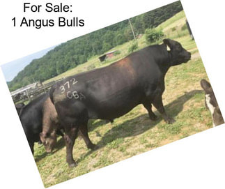 For Sale: 1 Angus Bulls