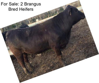 For Sale: 2 Brangus Bred Heifers