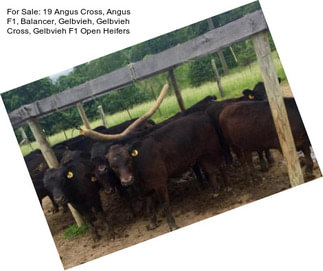 For Sale: 19 Angus Cross, Angus F1, Balancer, Gelbvieh, Gelbvieh Cross, Gelbvieh F1 Open Heifers