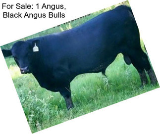 For Sale: 1 Angus, Black Angus Bulls