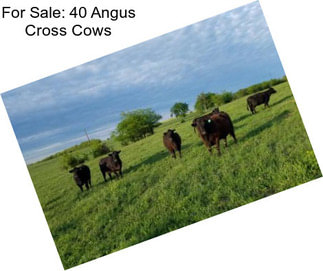 For Sale: 40 Angus Cross Cows
