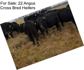 For Sale: 22 Angus Cross Bred Heifers