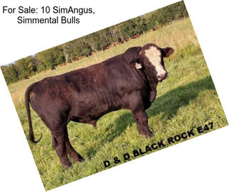 For Sale: 10 SimAngus, Simmental Bulls