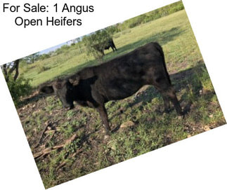 For Sale: 1 Angus Open Heifers