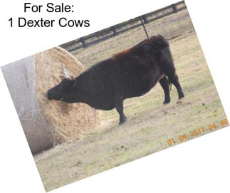 For Sale: 1 Dexter Cows