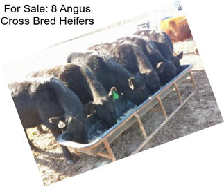 For Sale: 8 Angus Cross Bred Heifers
