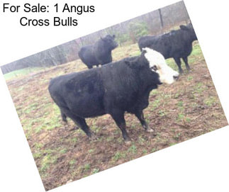 For Sale: 1 Angus Cross Bulls