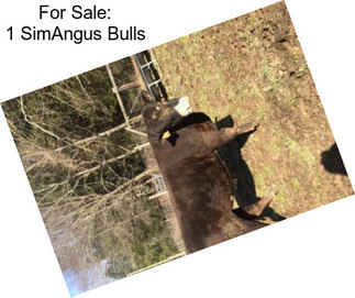 For Sale: 1 SimAngus Bulls