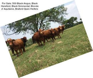 For Sale: 500 Black Angus, Black Hereford, Black Simmental, Blonde d\' Aquitaine, Braford Open Heifers