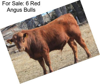 For Sale: 6 Red Angus Bulls