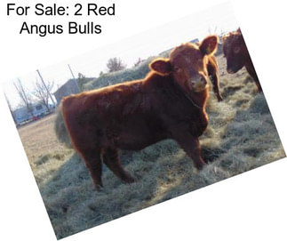 For Sale: 2 Red Angus Bulls