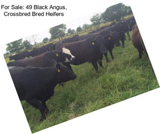 For Sale: 49 Black Angus, Crossbred Bred Heifers