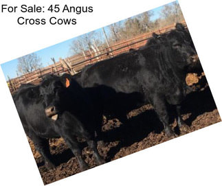 For Sale: 45 Angus Cross Cows