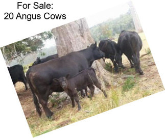 For Sale: 20 Angus Cows