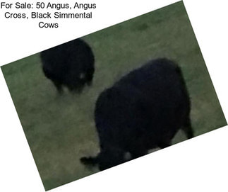 For Sale: 50 Angus, Angus Cross, Black Simmental Cows