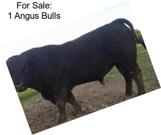 For Sale: 1 Angus Bulls