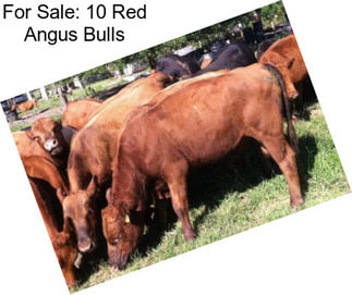 For Sale: 10 Red Angus Bulls