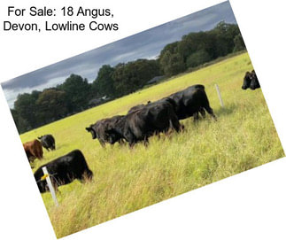 For Sale: 18 Angus, Devon, Lowline Cows