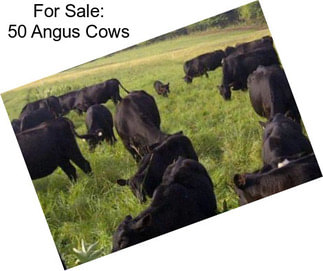 For Sale: 50 Angus Cows