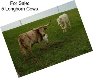 For Sale: 5 Longhorn Cows
