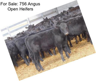 For Sale: 756 Angus Open Heifers