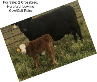 For Sale: 2 Crossbred, Hereford, Lowline Cow/Calf Pairs
