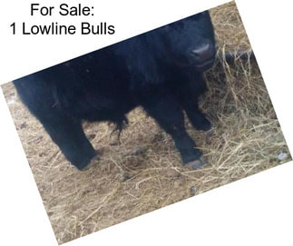 For Sale: 1 Lowline Bulls